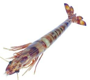 PA视讯集团官网